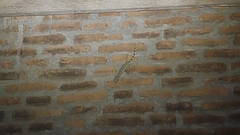 Gekko gecko