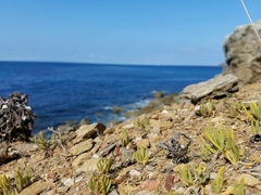 Spergularia macrotheca