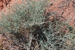 Tetraena chrysopteros