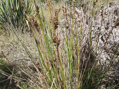 Juncus pallidus