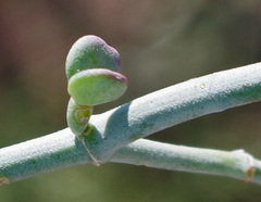 Tetraena chrysopteros