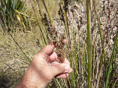 Juncus pallidus