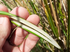 Juncus pallidus