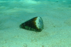 Conus leopardus