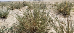 Cyperus conglomeratus