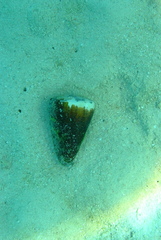 Conus leopardus