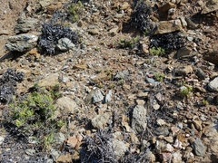 Spergularia macrotheca