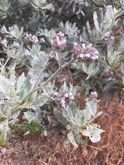 Eriodictyon traskiae smithii