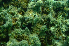 Discosoma nummiforme