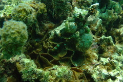 Discosoma nummiforme