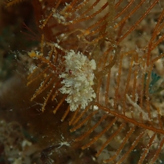 Paracilicaea hamata