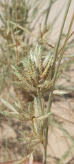 Cyperus conglomeratus