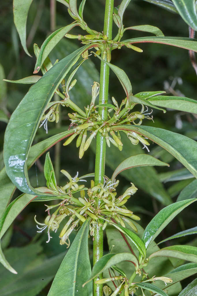 Hoffmannia nicotianifolia