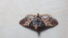 Pyralis pictalis
