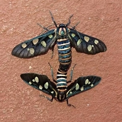 Amata passalis