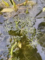 Ranunculus inundatus