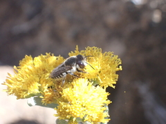 Megachile canariensis