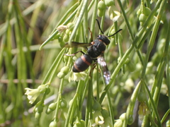 Euodynerus reflexus