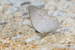 Curetis santana