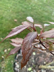 Acer fabri