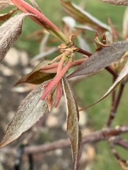 Acer fabri