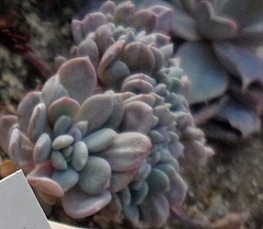 Pachyphytum oviferum