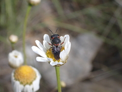 Pseudoanthidium canariense