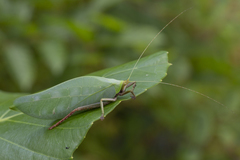 Onomarchus uninotatus
