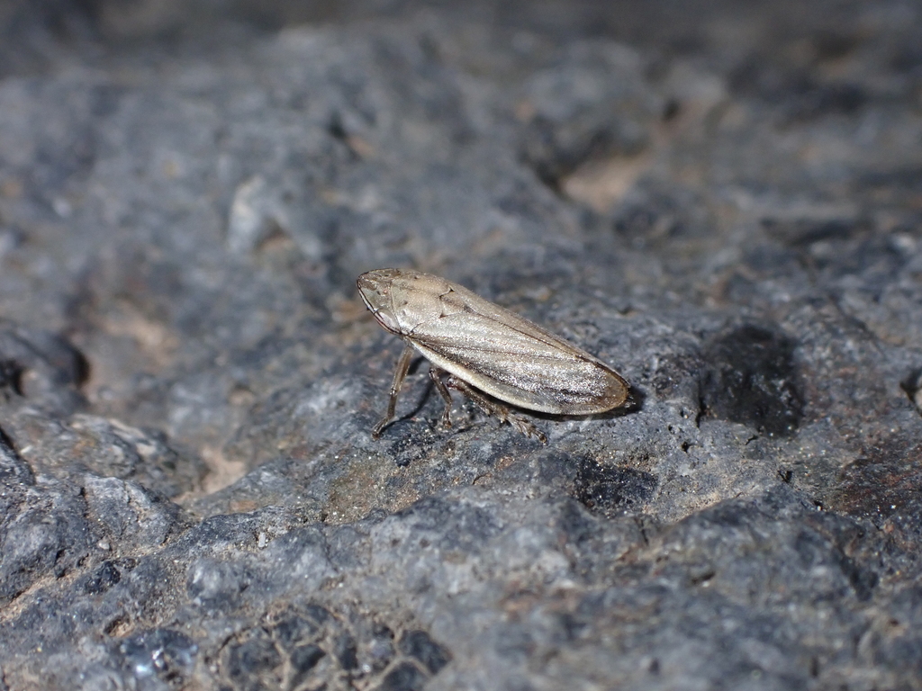 Neophilaenus angustipennis