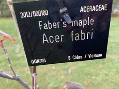 Acer fabri