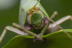 Onomarchus uninotatus
