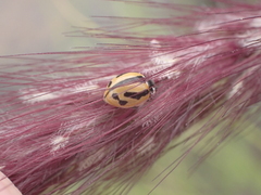 Coccinella miranda