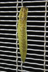 Athoracophorus papillatus