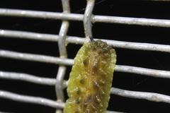 Athoracophorus papillatus