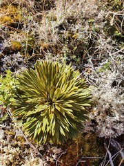 Aciphylla crosby-smithii
