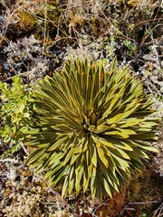 Aciphylla crosby-smithii
