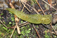 Athoracophorus papillatus