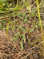 Kelleria