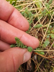 Kelleria
