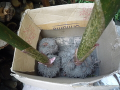 Amorphophallus konjac