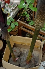 Amorphophallus konjac