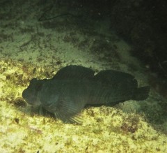 Istiblennius edentulus