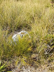 Aciphylla lyallii