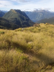 Aciphylla lyallii