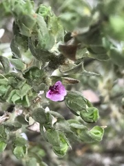 Amphithalea fourcadei