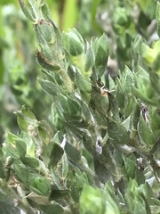 Amphithalea fourcadei