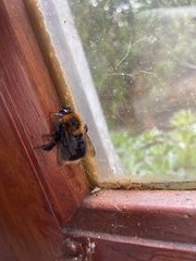 Bombus hypnorum
