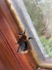 Bombus hypnorum