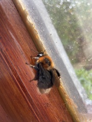 Bombus hypnorum
