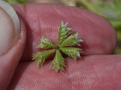 Dactyloctenium radulans